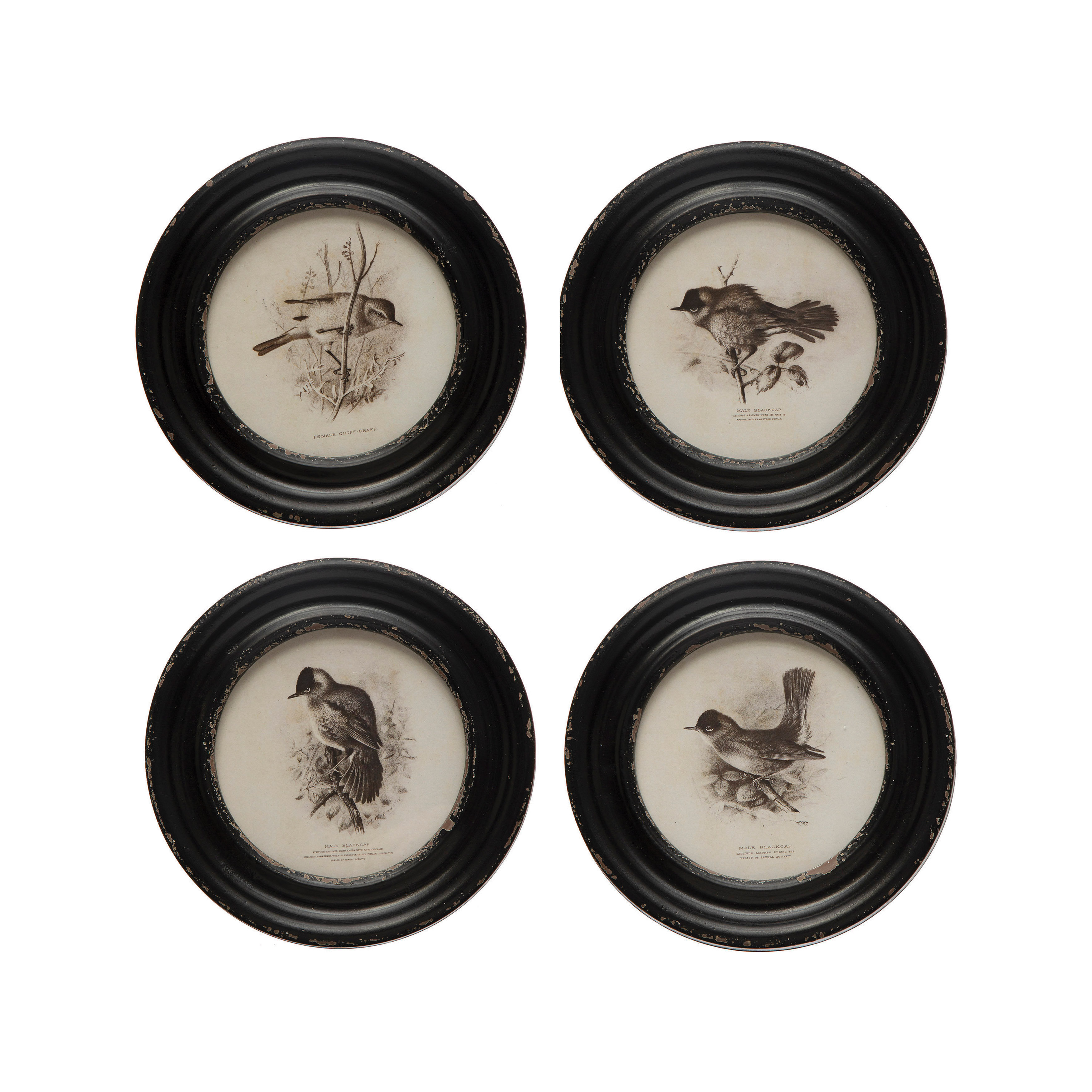 Alcott Hill® Round Wood Framed Bird Prints 4 Piece Picture Frame