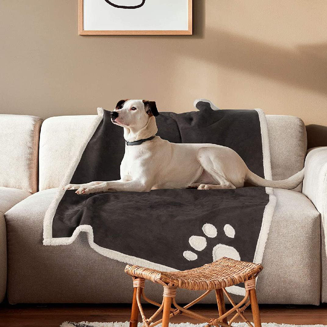 Why Does My Puppy Pee On His Blanket