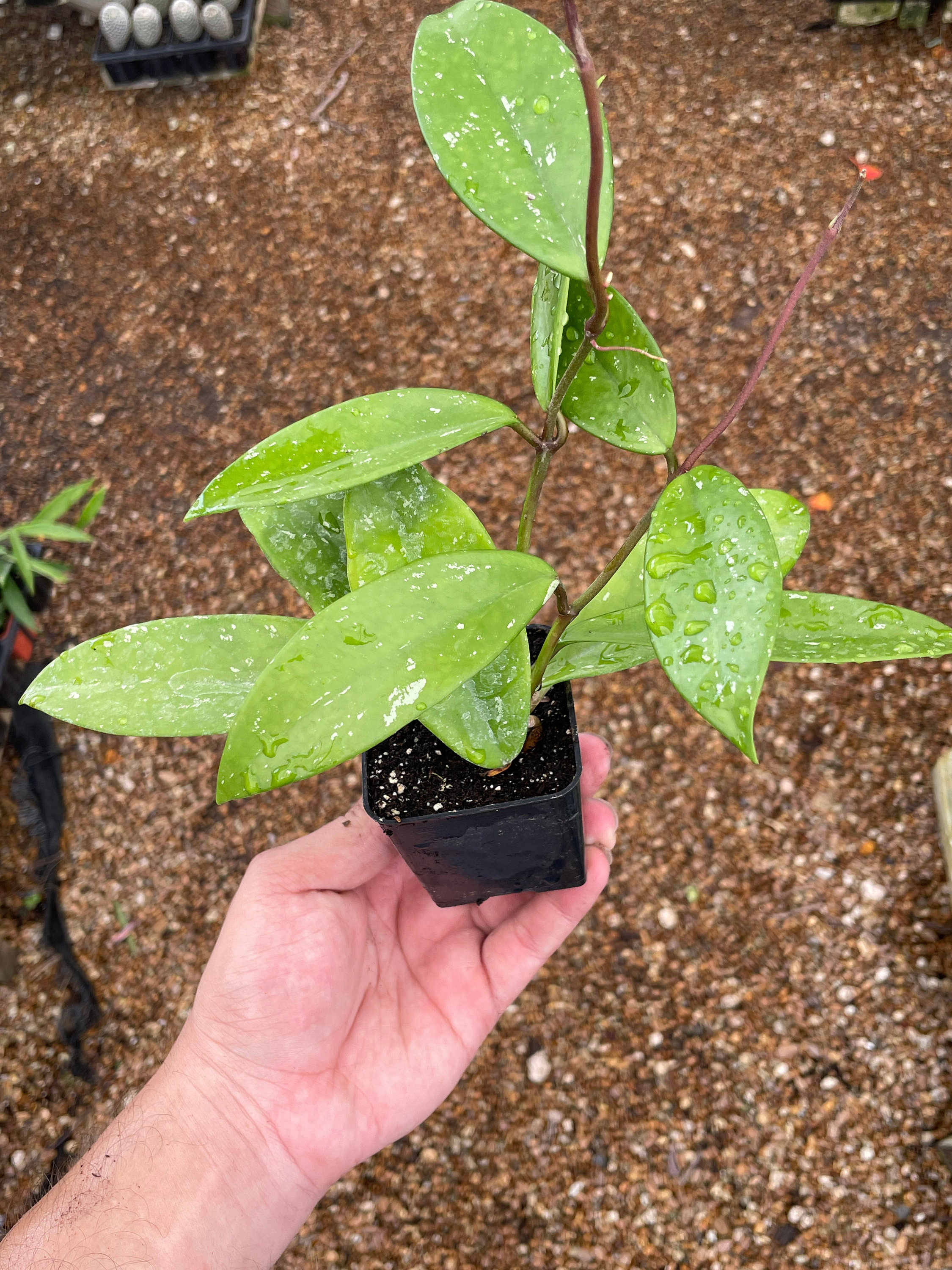 Florida House Plants Live Plant Low Maintenance Plant in Pot Wayfair