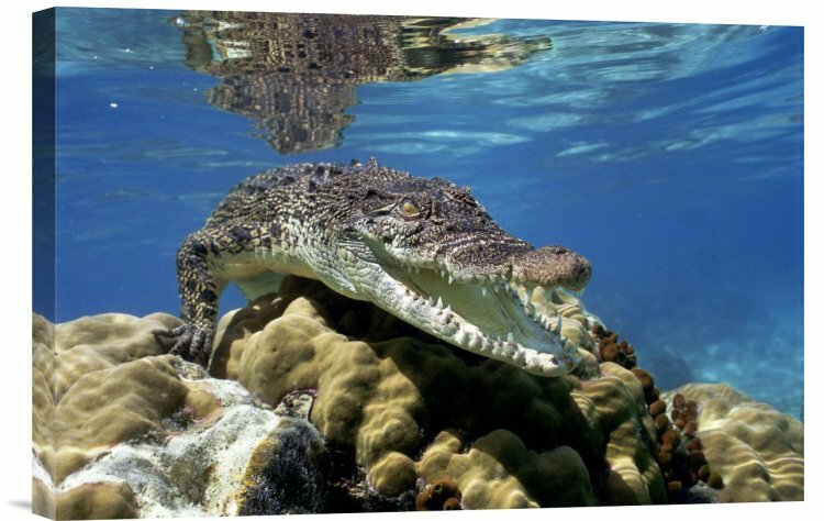 crocodiles underwater