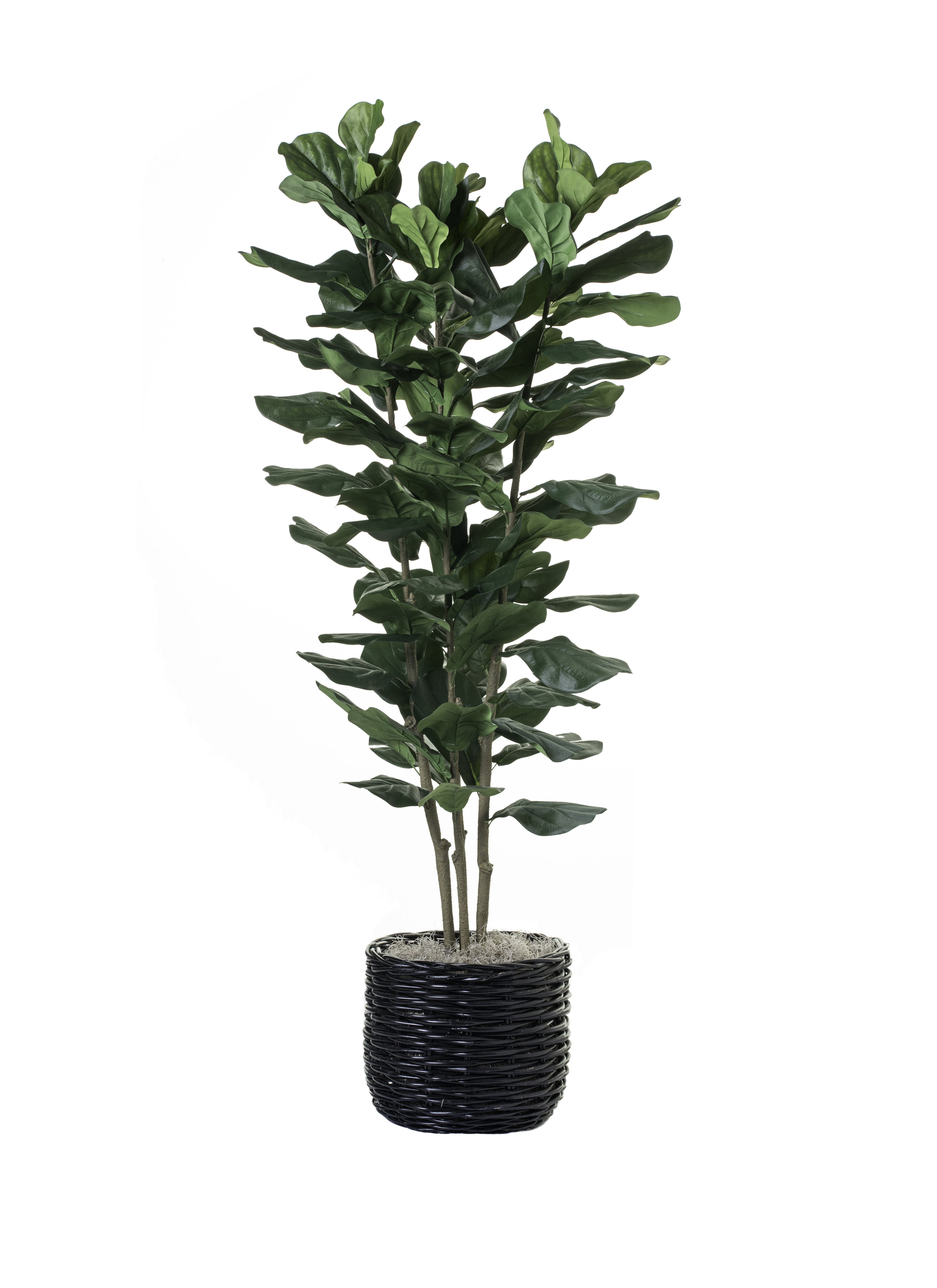 Primrue 78'' Faux Fiddle Leaf Fig Tree in Rattan Planter Wayfair