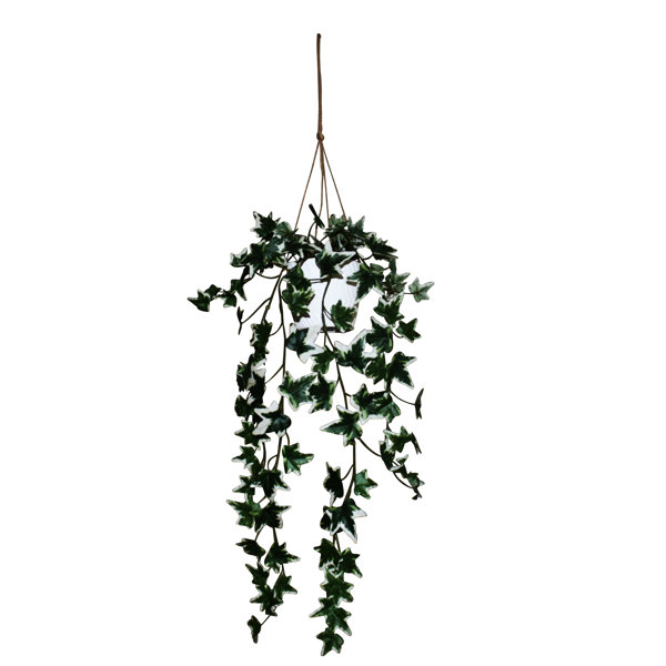 Primrue 26'' Ivy Plant in Pot | Wayfair