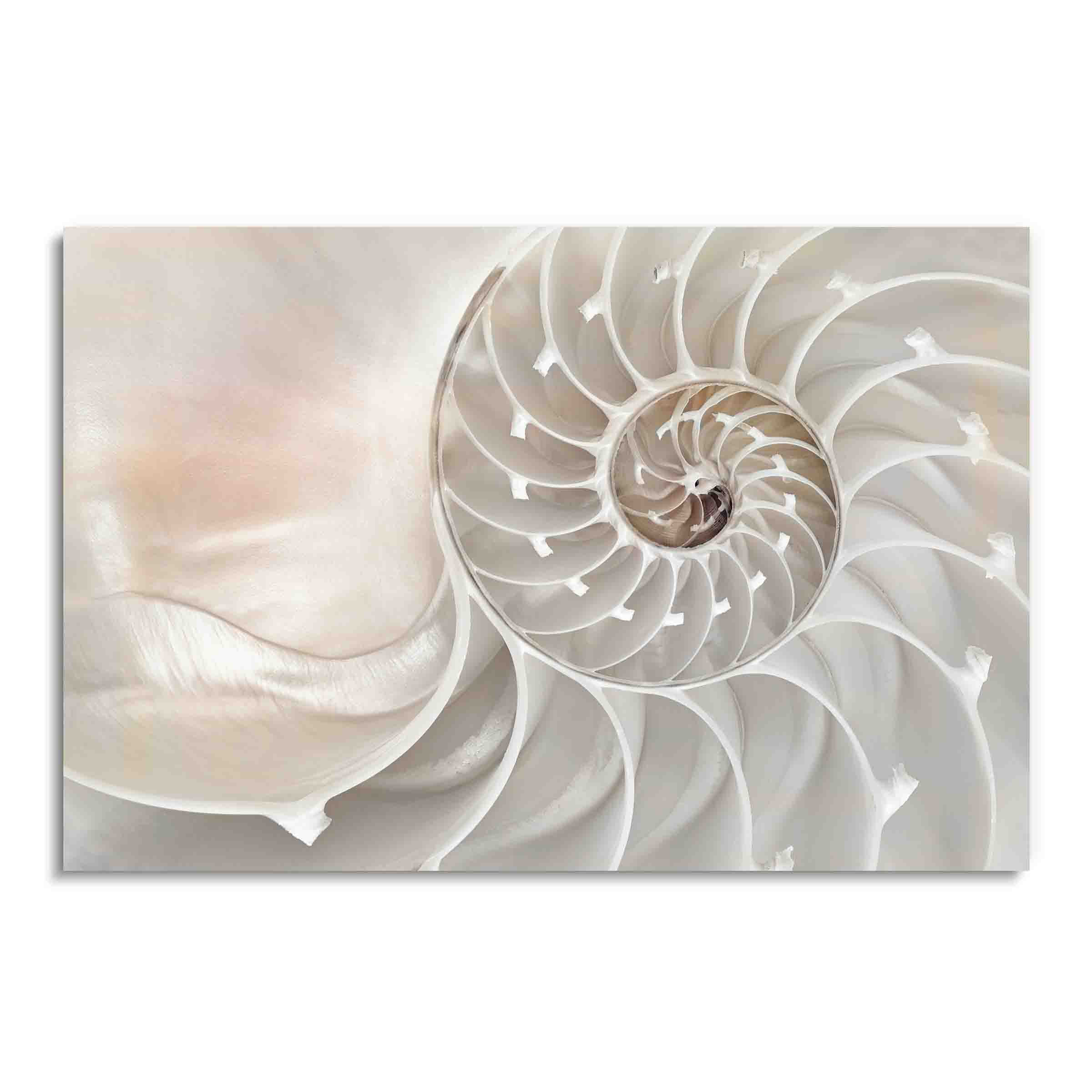 Red Barrel Studio® Seashell Spiral, Aquatic Photography, Acrylic