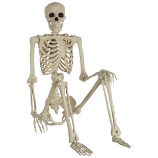 Halloween Animal Skeletons | Wayfair