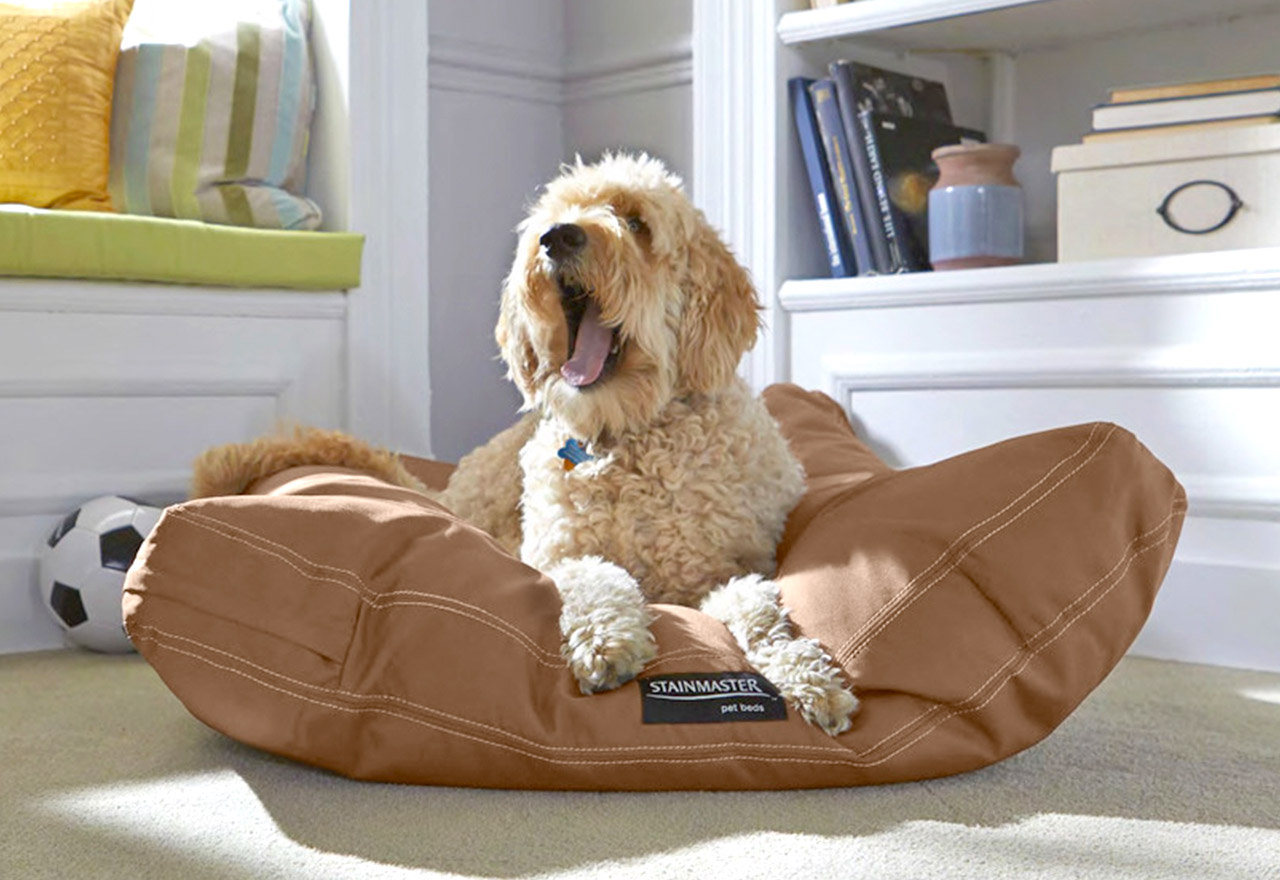 [BIG SALE] Supplies for Dogs of Every Size You’ll Love In 2022 Wayfair