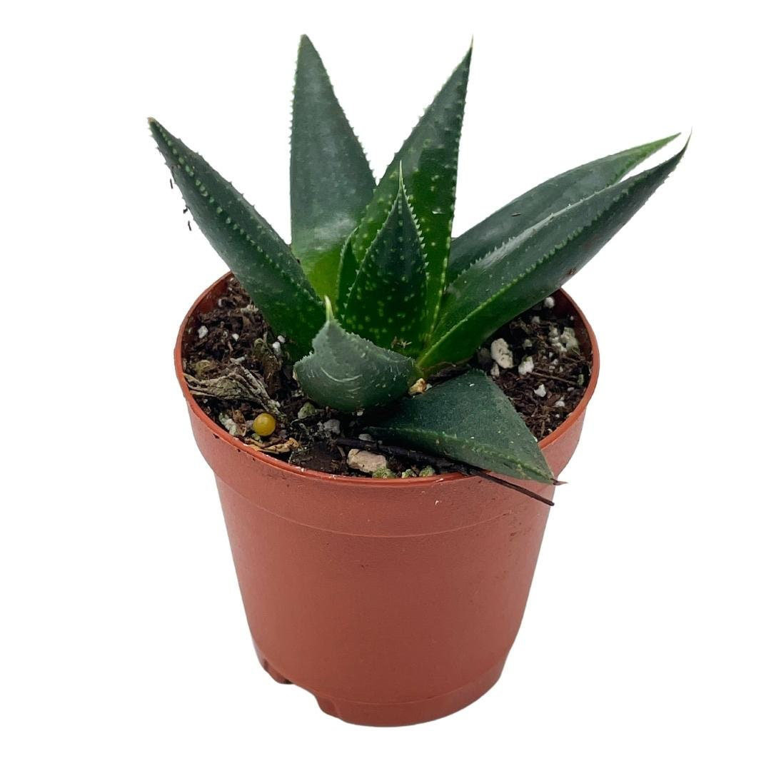 Florida House Plants Live Aloe Low Maintenance Plant in Pot Wayfair