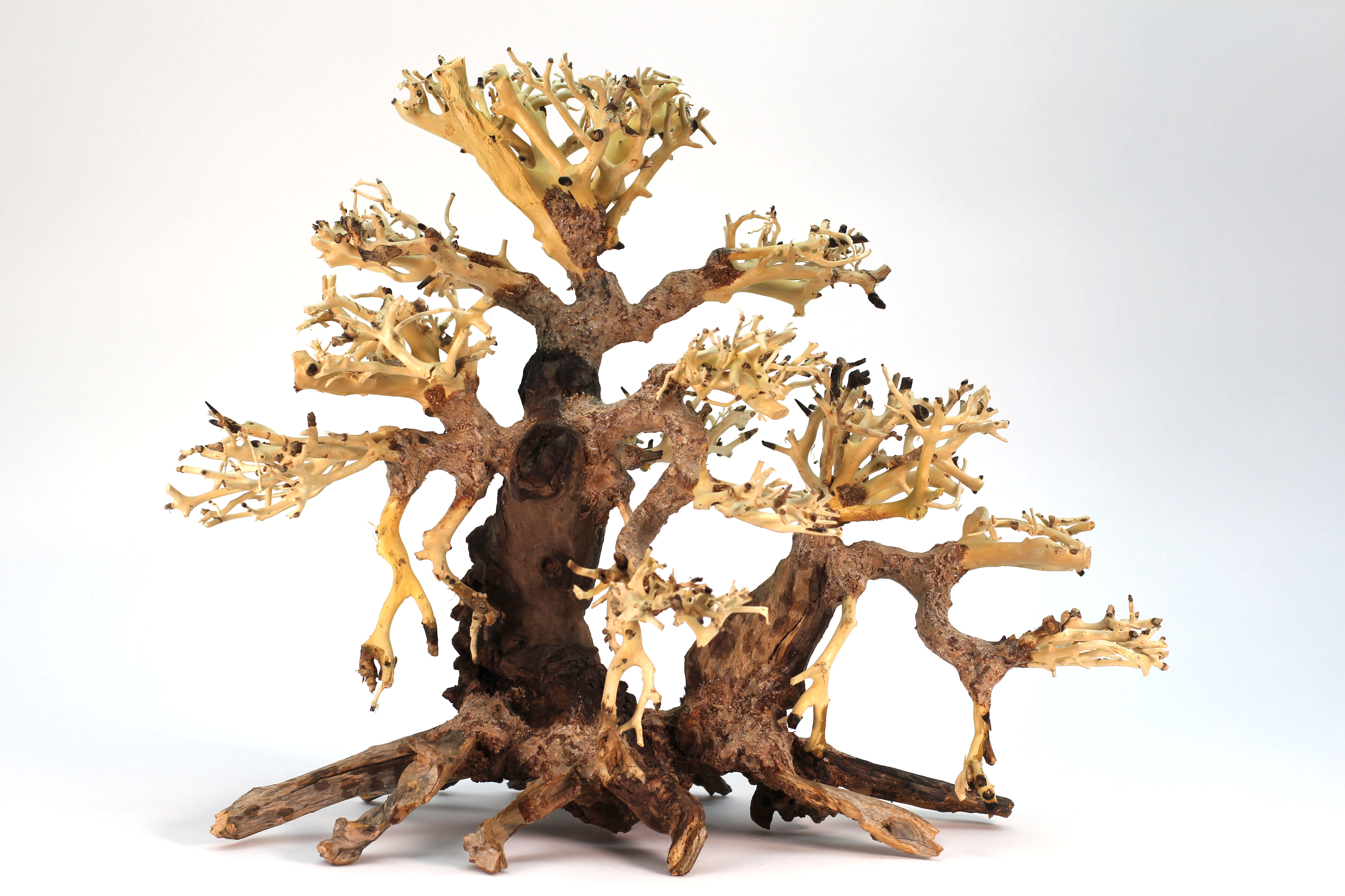 Millwood Pines Decorative Table Centerpiece Real Bonsai Tree For