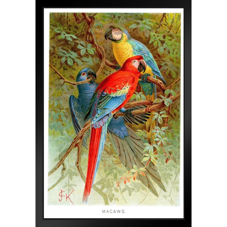 Bird Art Modern Art Vintage Bird Art Prints Bird Decor for Wall Bird Poster Bird Art Prints Bird Wall Art Art Canvas Framed Print