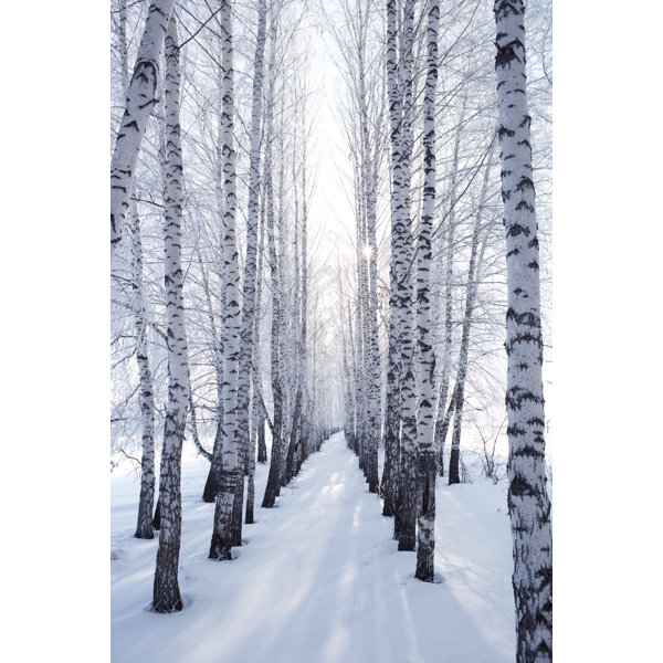 Millwood Pines Birch In Winter - Wrapped Canvas Print | Wayfair