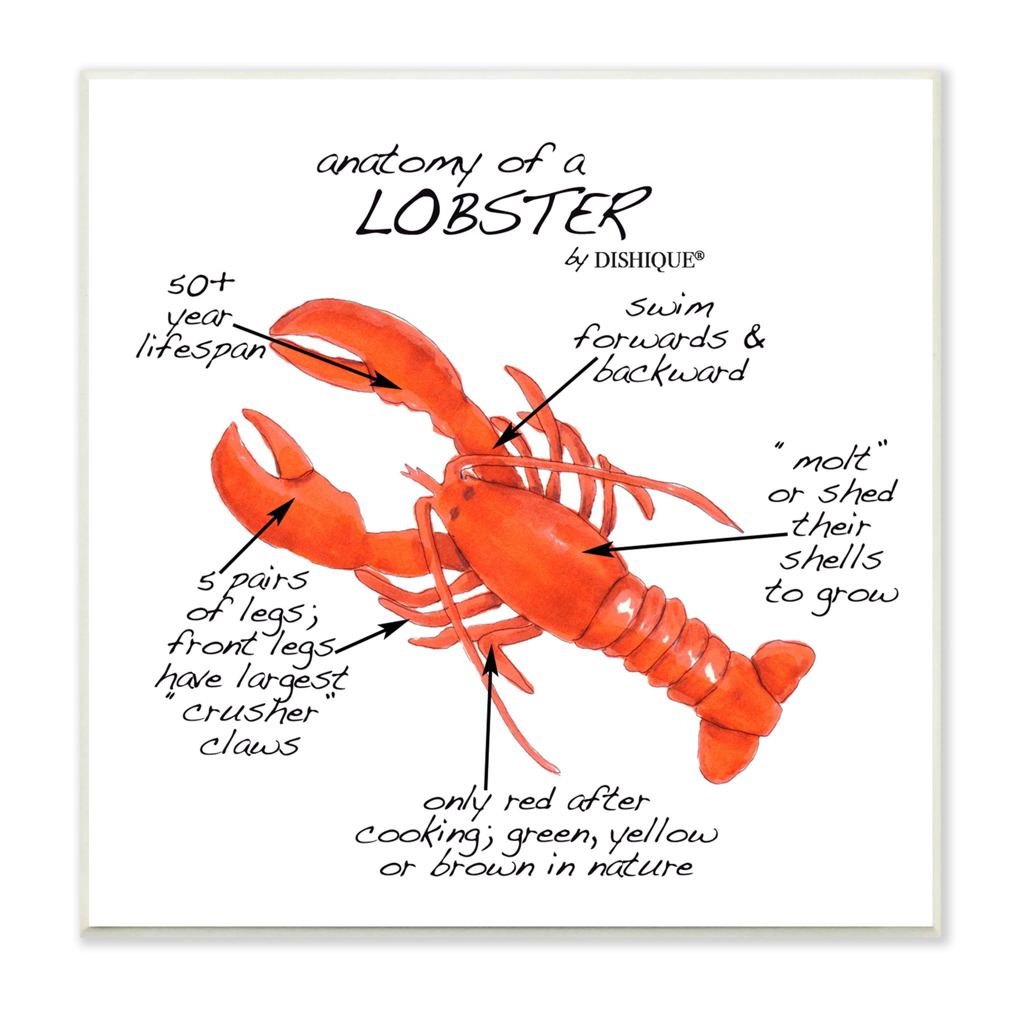 Stupell Industries Lobster Anatomy Nautical Sea Life Learning Chart by