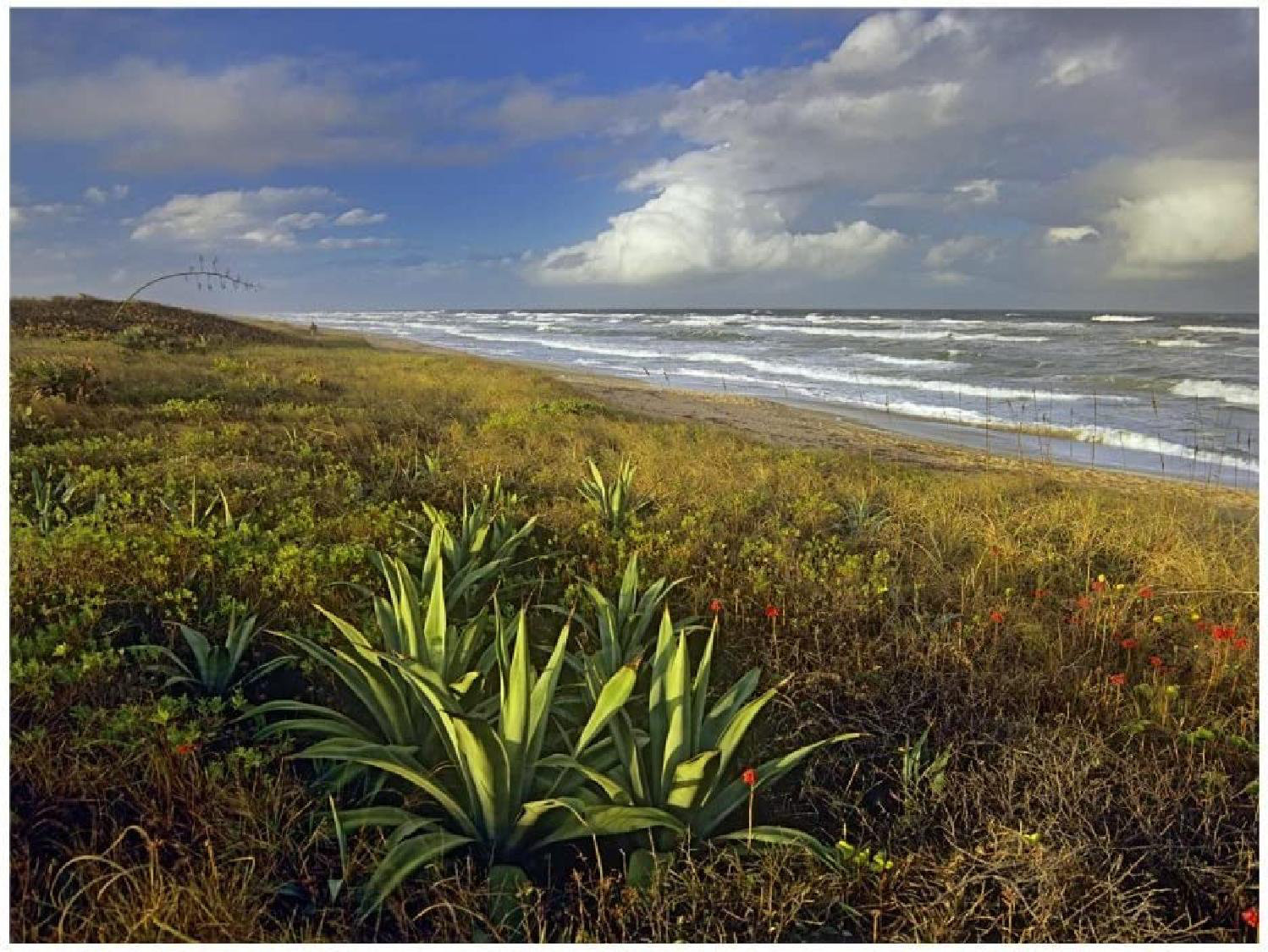 Dovecove Apollo Beach At Canaveral National Seashore Florid Apollo