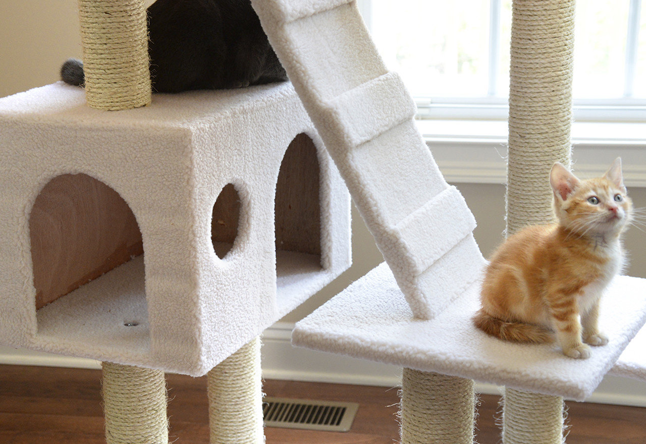 [BIG SALE] The Cat's Meow Climbing Trees & Scratchers You’ll Love In