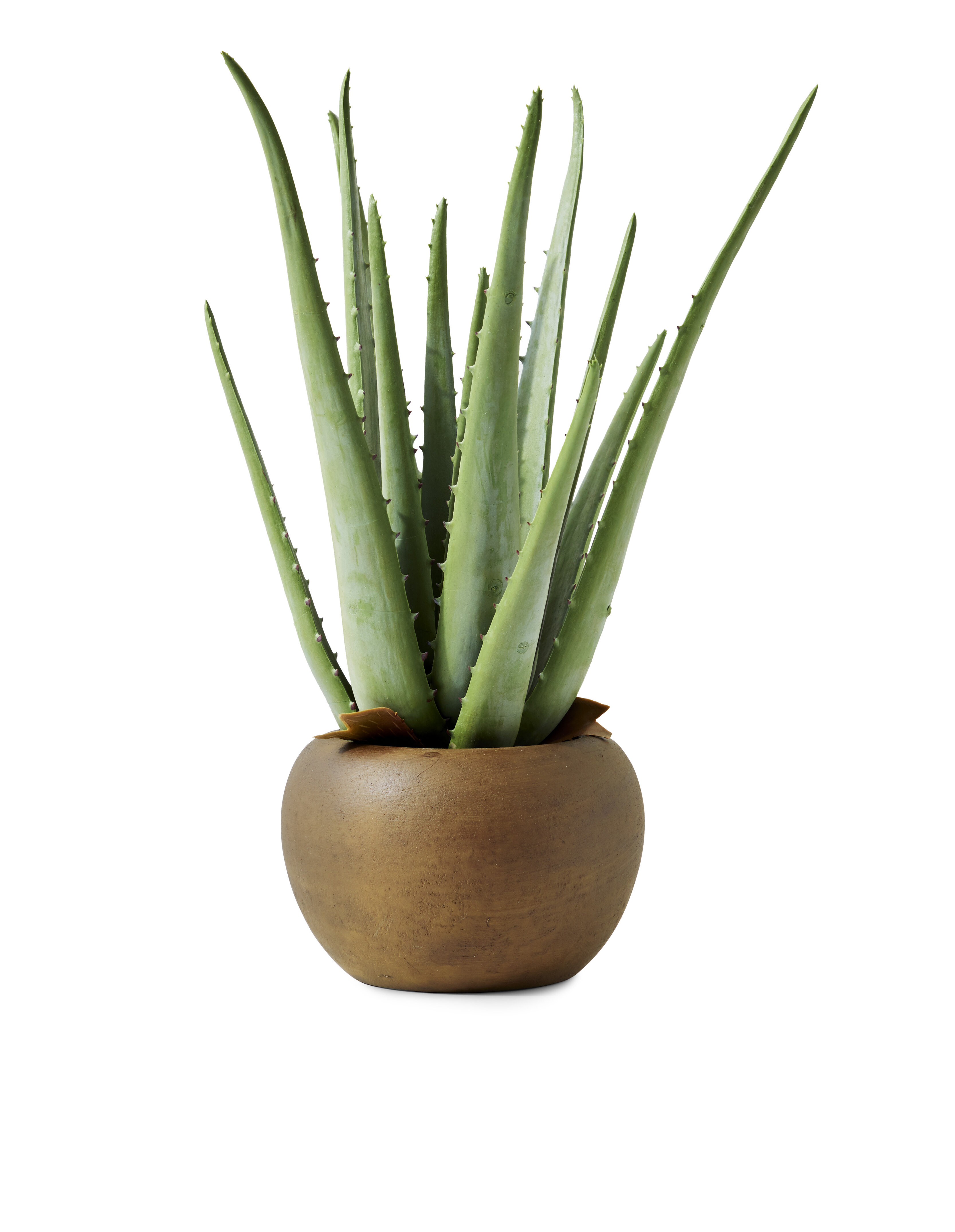 Union Rustic Succulent Plant in Stone Pot Reviews | Wayfair