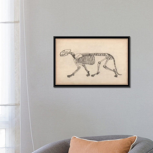iCanvas Animal Art 'Tiger Skeleton Anatomy Drawing' Graphic Art on Canvas |  Wayfair