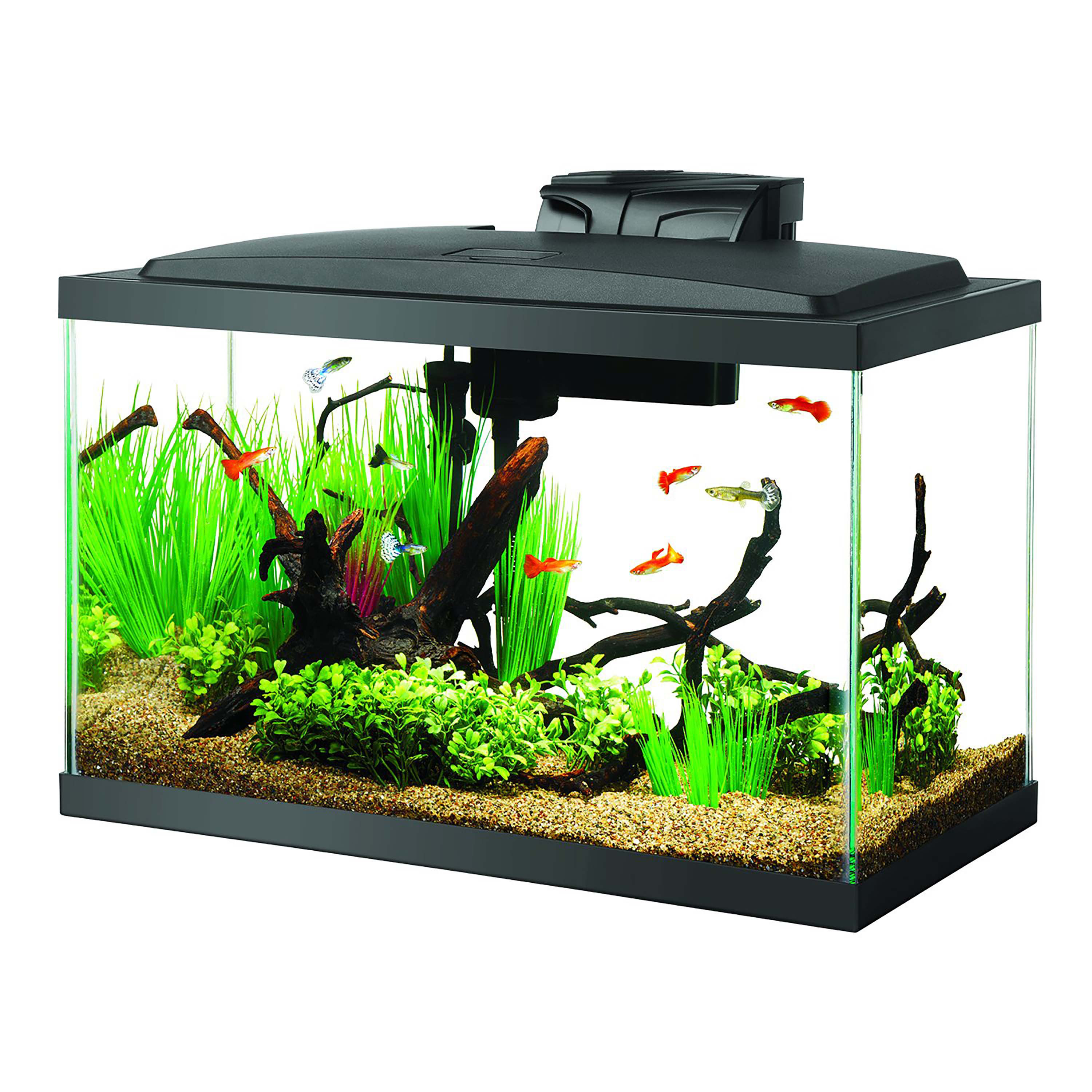 iris large elevated feeder