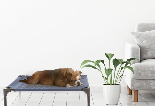 Our Favorite Dog Beds