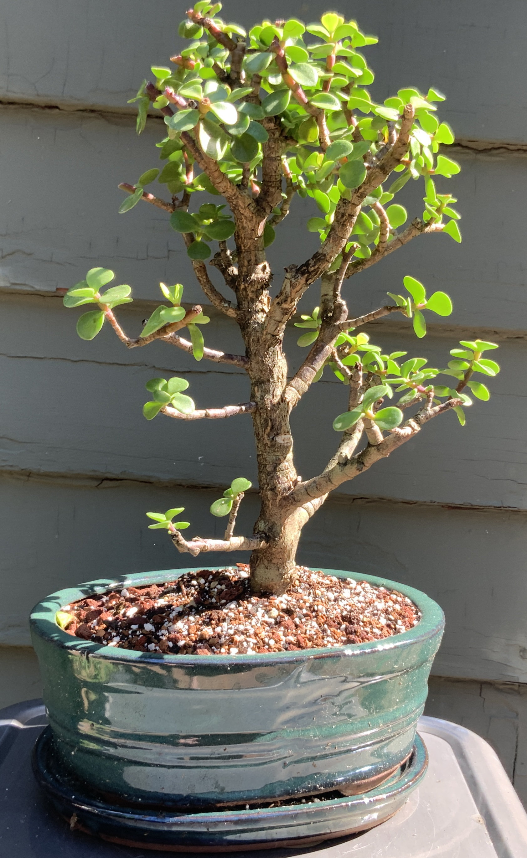 Lucky Bonsai Limited Live Bonsai Low Maintenance Plant in Ceramic Pot