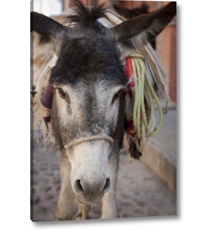 World Menagerie Mexico Frontal Donkey Carrying Load by Don Paulson -  Photograph on Canvas | Wayfair