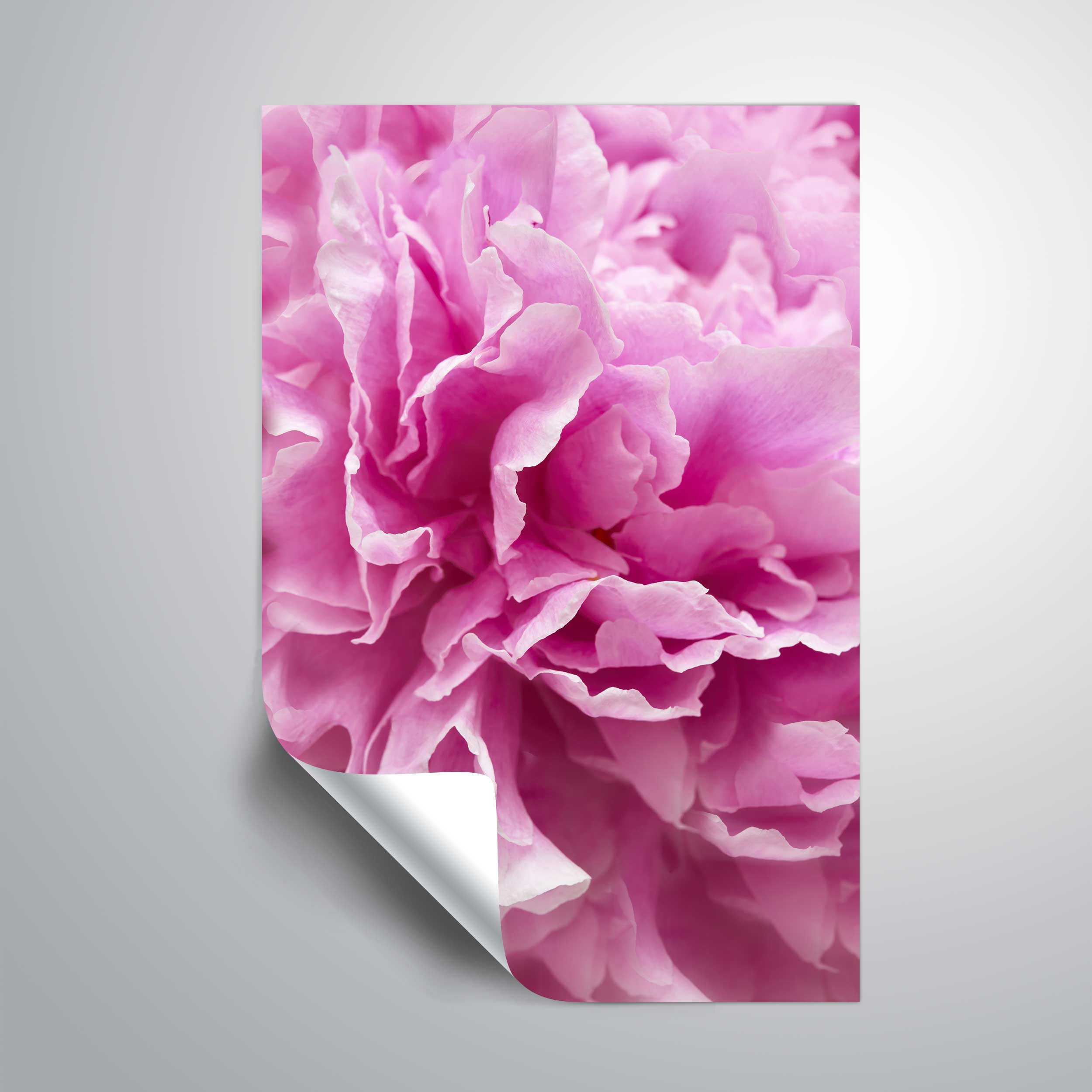 House of Hampton® Peony Removable Wall Decal Wayfair