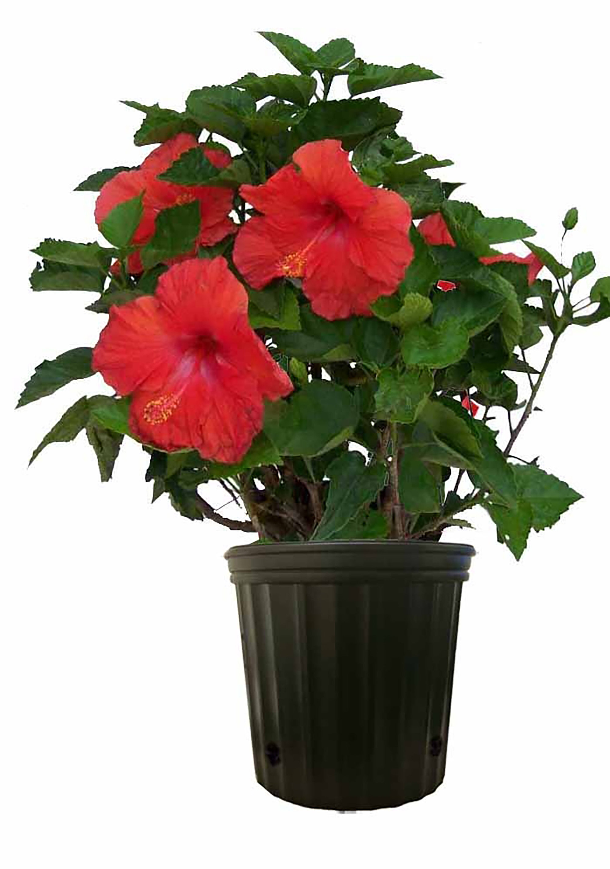Costa Farms Hibiscus in Grower Pot & Reviews | Perigold