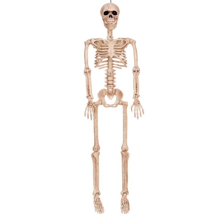 Skeleton Cage w/ 33" Skeleton Halloween Prop NEW Human Skeletons 