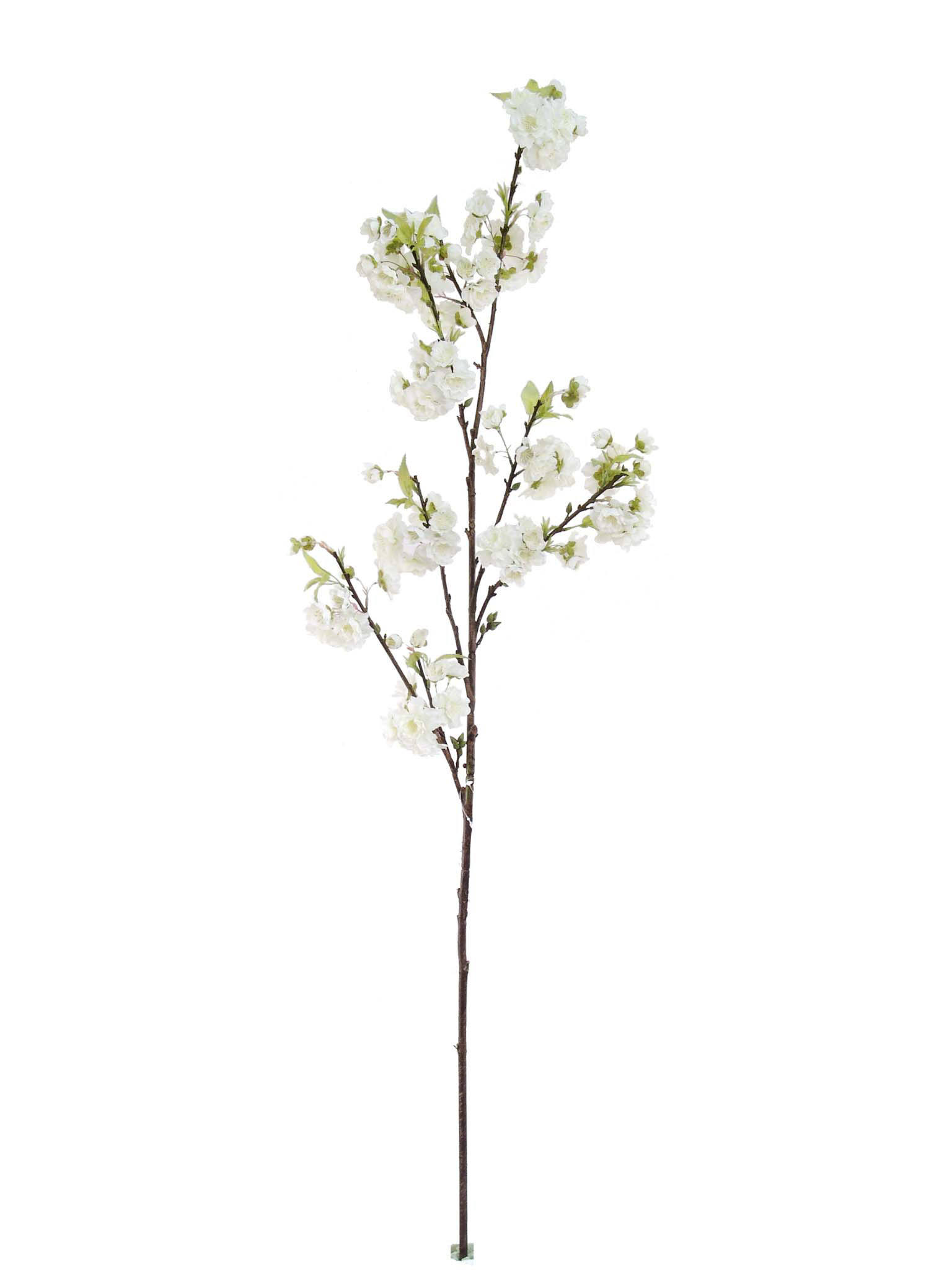 Primrue Cherry Blossom Bush Wayfair