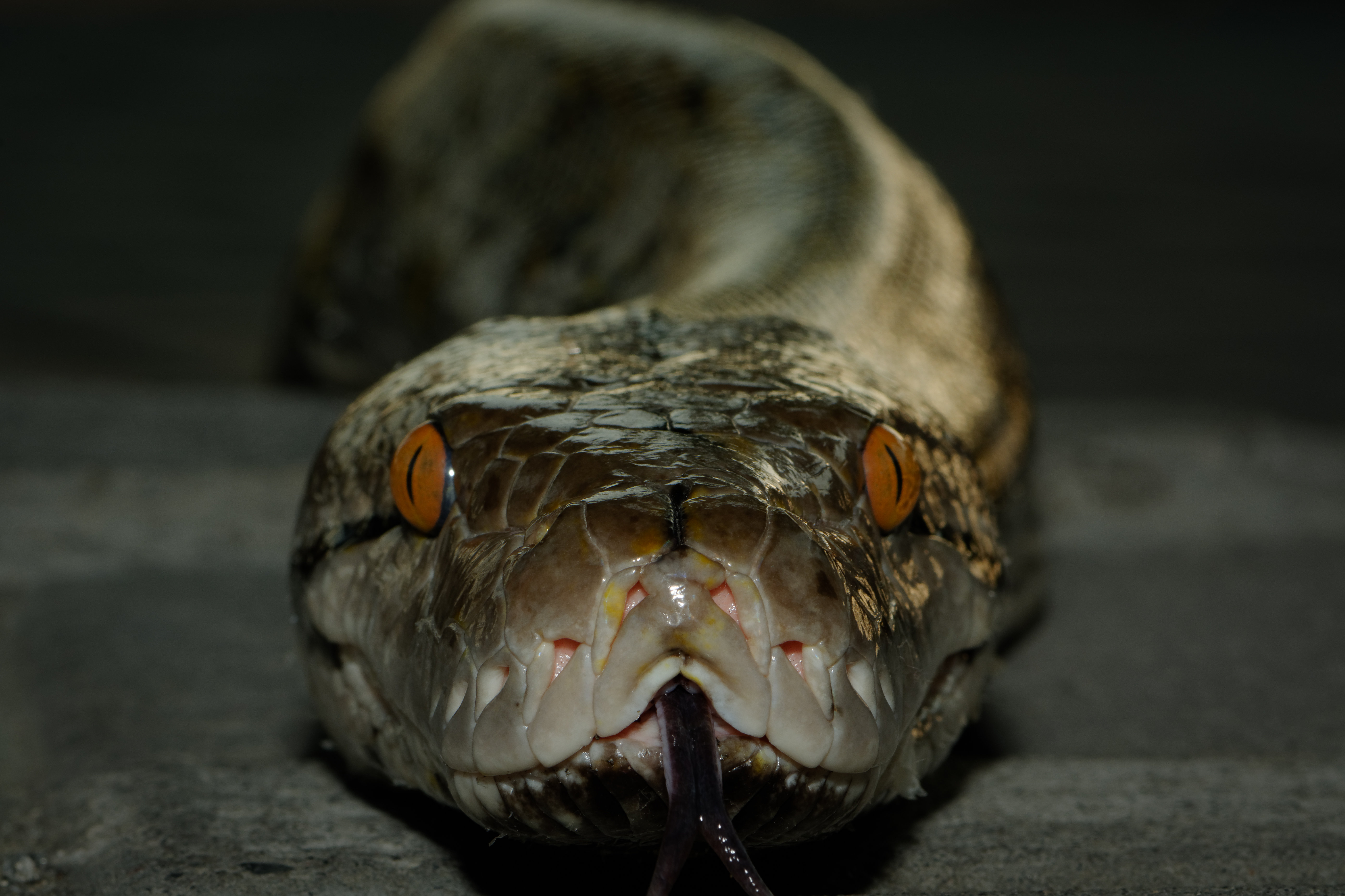 Ebern Designs Reticulated Python Head, Front View - Wrapped Canvas ...