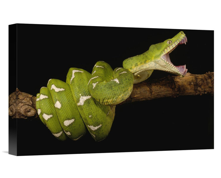 Amazon Tree Snake