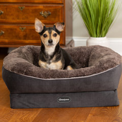 simmons beautyrest pet colossal rest extra large orthopedic dog bed