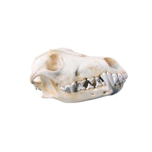 Authentic Beaver Skull Real Taxidermy Genuine Animal Bones Hunting Cabin Decor 