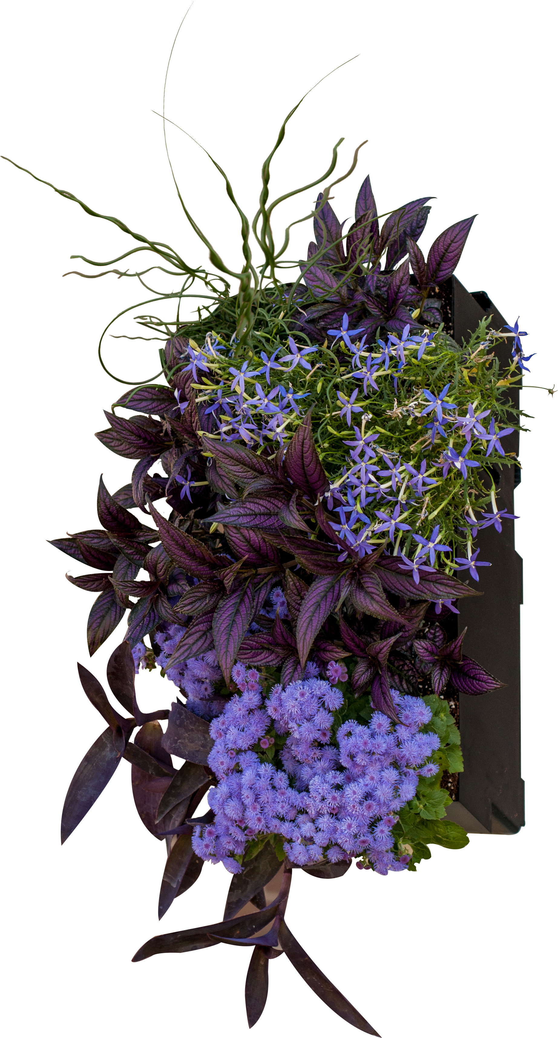 Arlmont & Co. Farrar SelfWatering Plastic Wall Planter Wayfair Canada