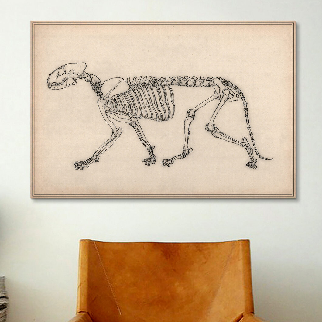 iCanvas Animal Art 'Tiger Skeleton Anatomy Drawing' Graphic Art on Canvas -  Wayfair Canada
