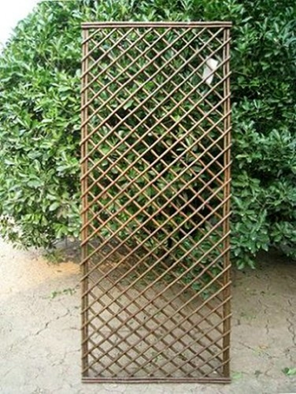MGP 72'' H x 24'' W Wood Lattice Panel Trellis & Reviews Wayfair