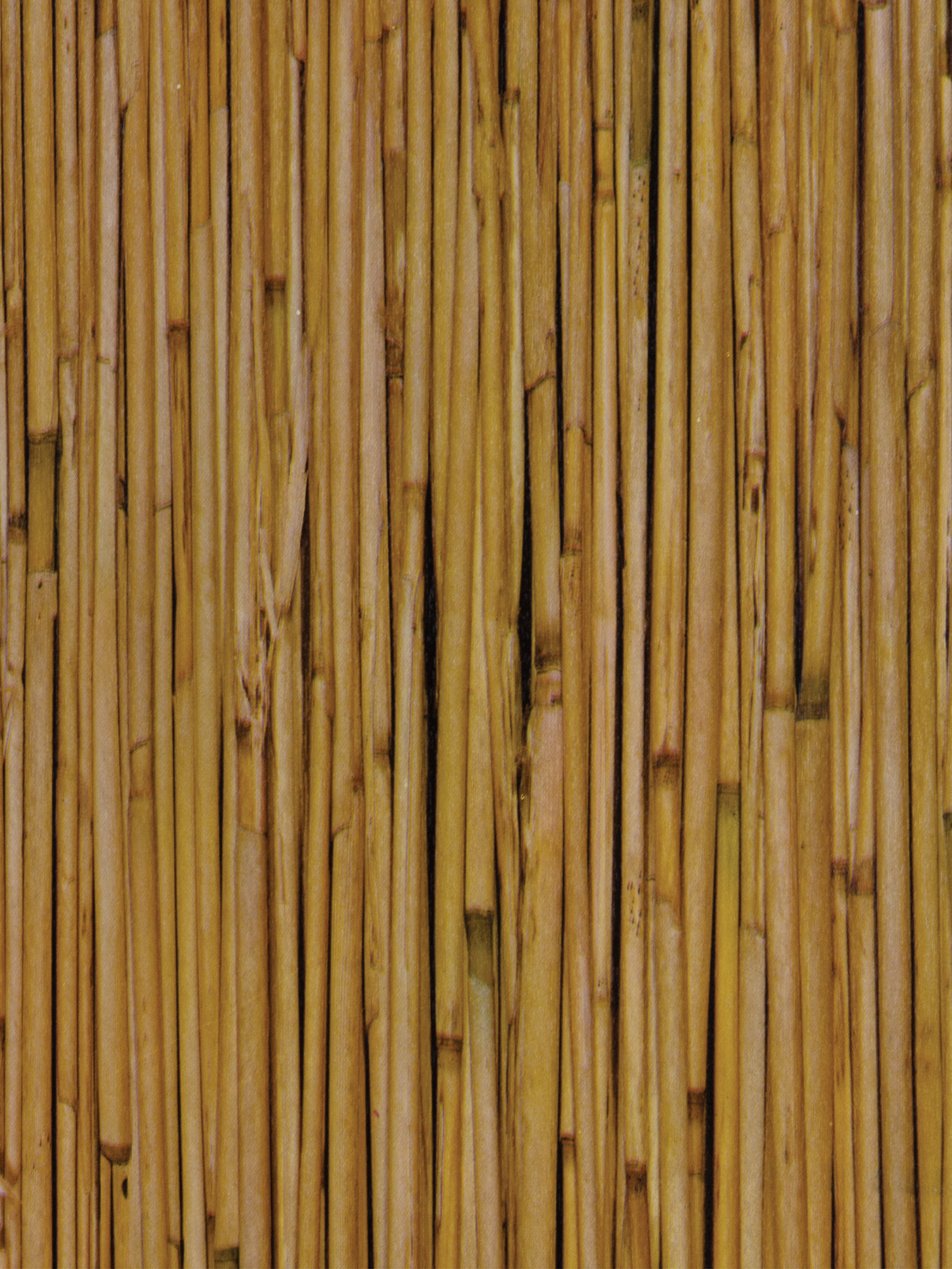 Японский бамбук мадаке. Бамбуковые стебли. Бамбуковый лес сагано. Бамбук. Бамбук садовый широколистный.