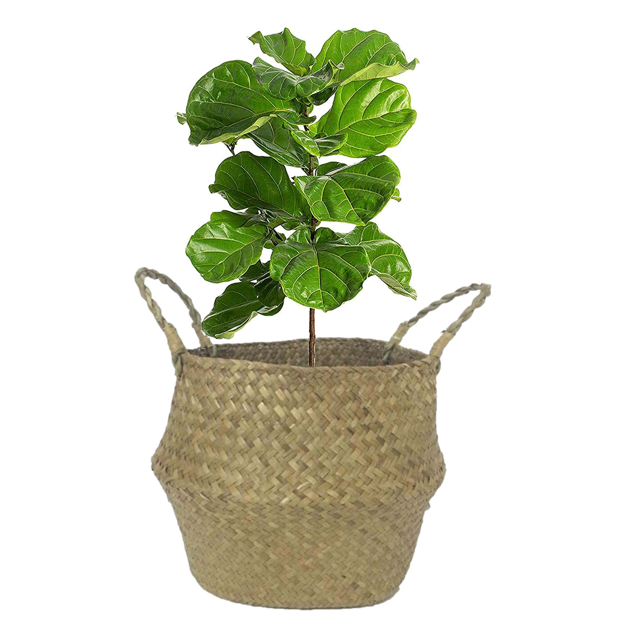 Bay Isle Home Seagrass Basket Wayfair