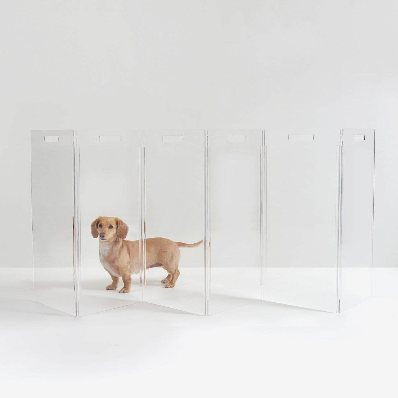 Hiddin Clear Zig Zag Pet Gate & Reviews Wayfair Canada