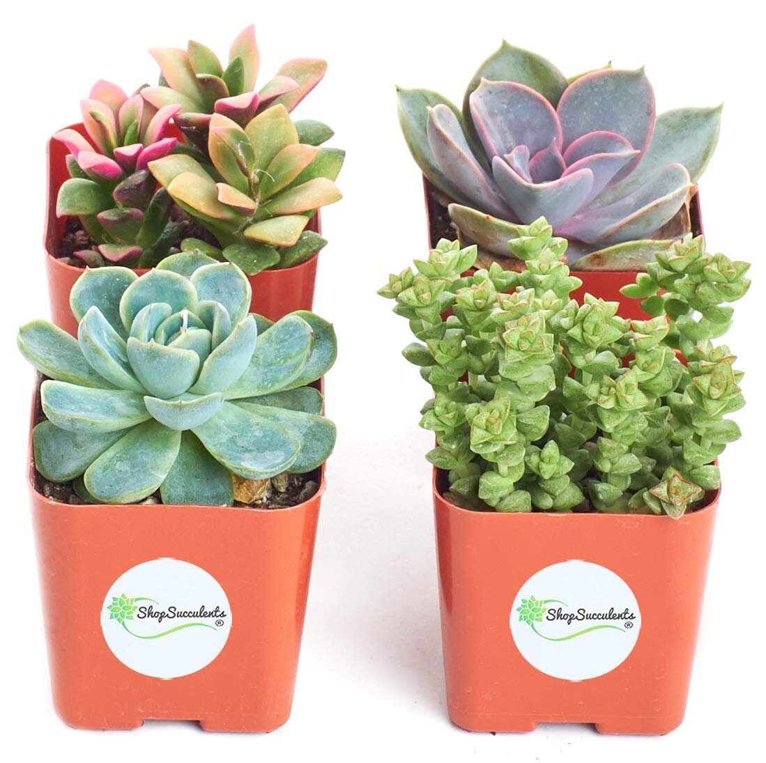 Good Juju Collection of Live Succulent Plants in Gift Box Hand Selected Variety Pack of Mini Succulents Shop Succulents Collection of 4 