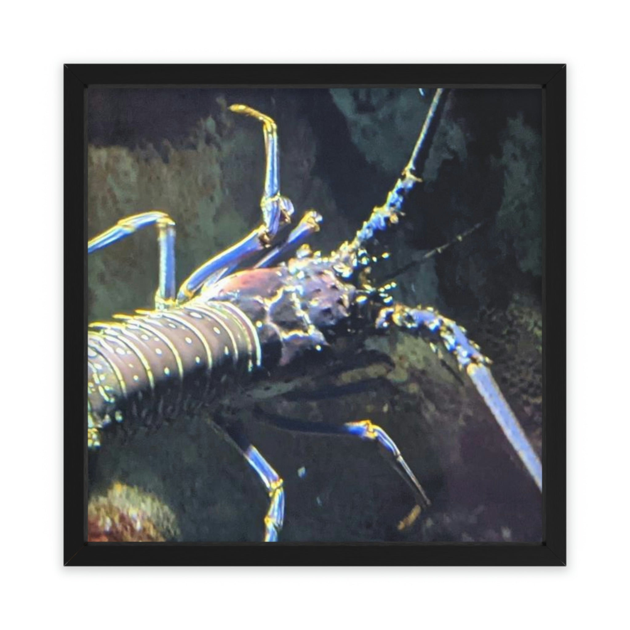 Dovecove Lobster Picture Frame Illustration Wayfair