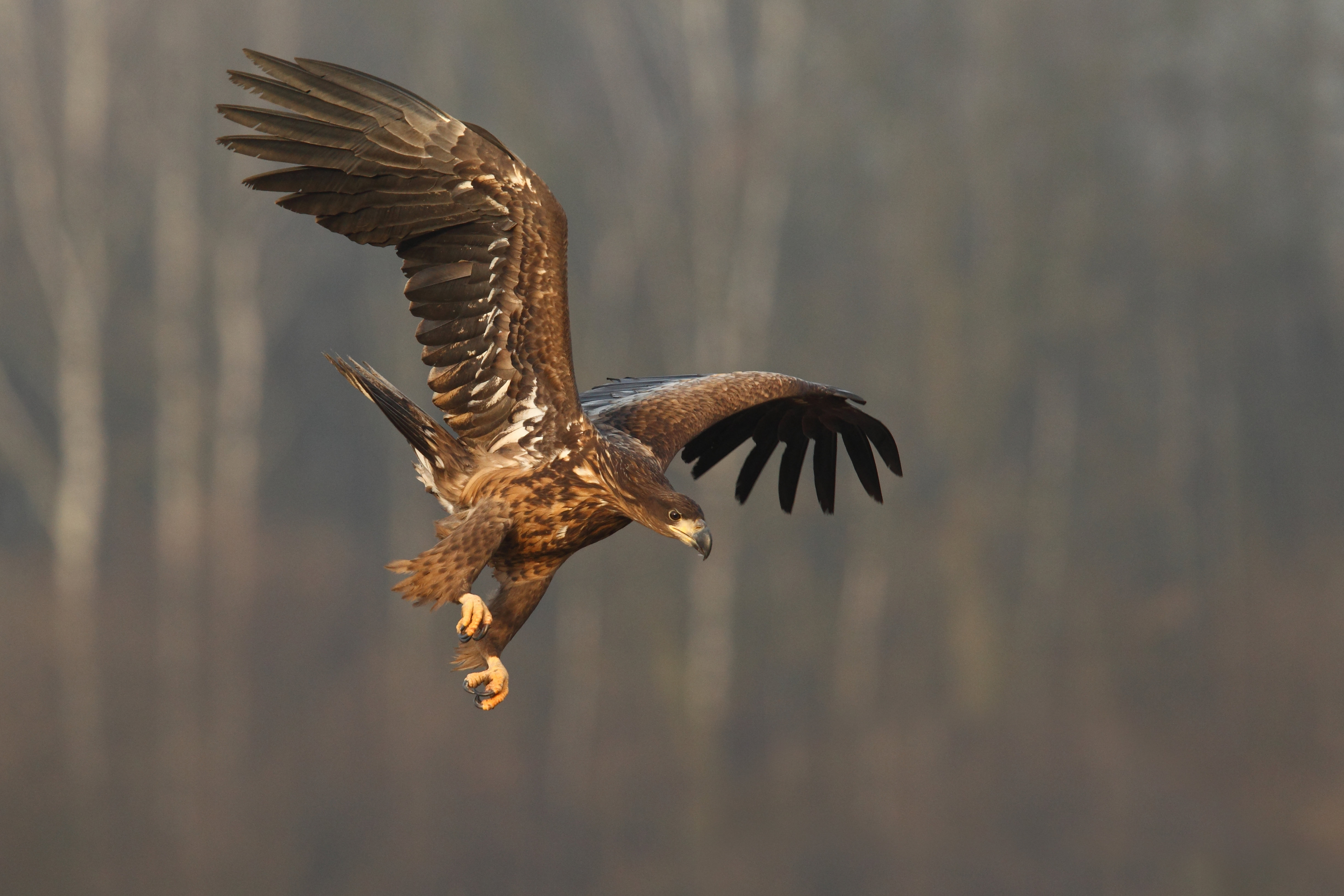 Millwood Pines White Tailed Eagle by - Wrapped Canvas Photograph | Wayfair