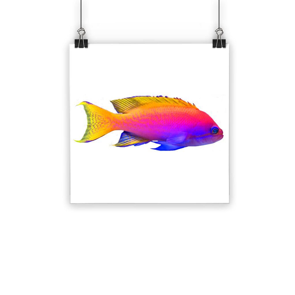 Marick Booster Colorful Fish Classic Poster Unframed Poster Wayfair