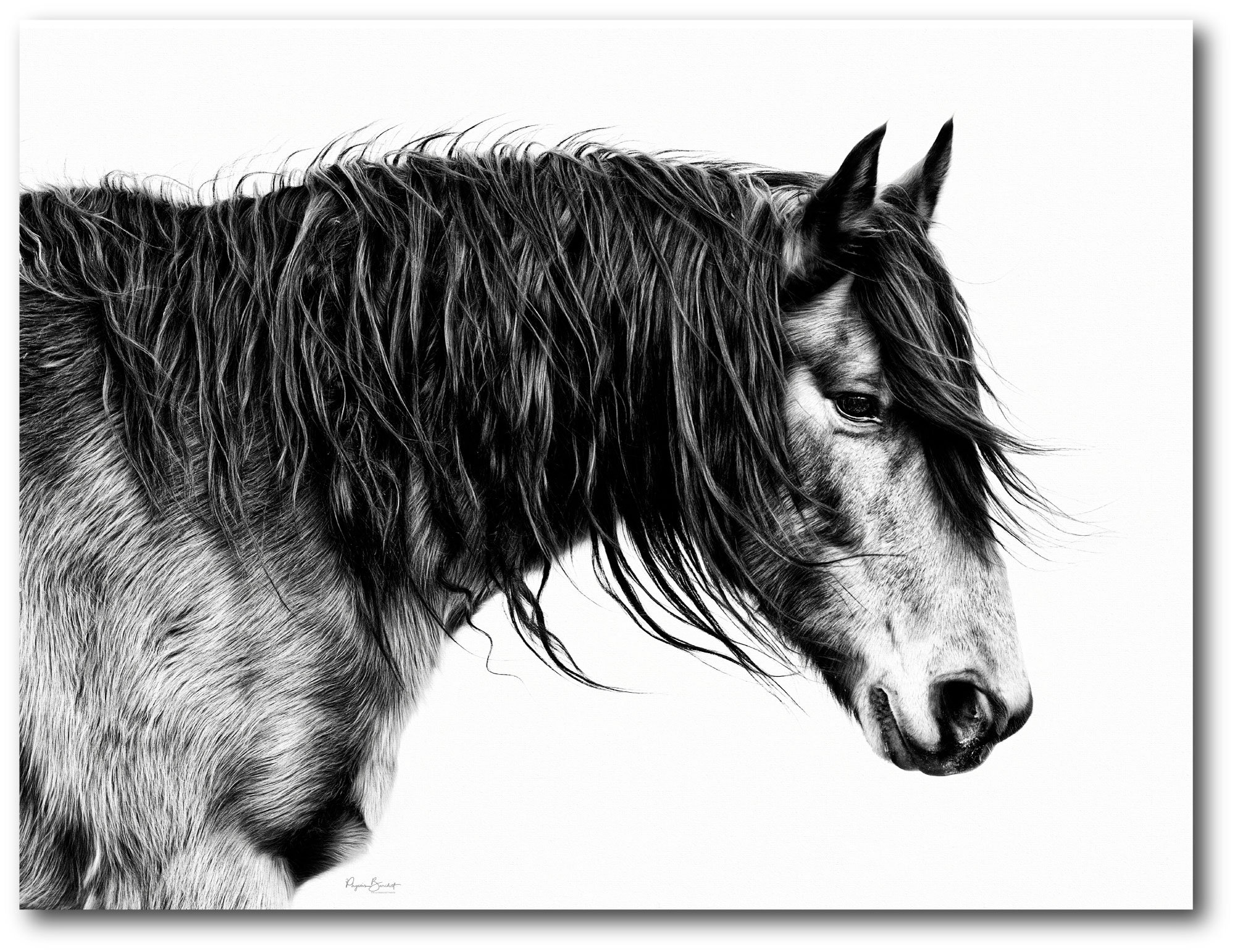 Foundry Select Black And White Horse Portrait III on Wayfair