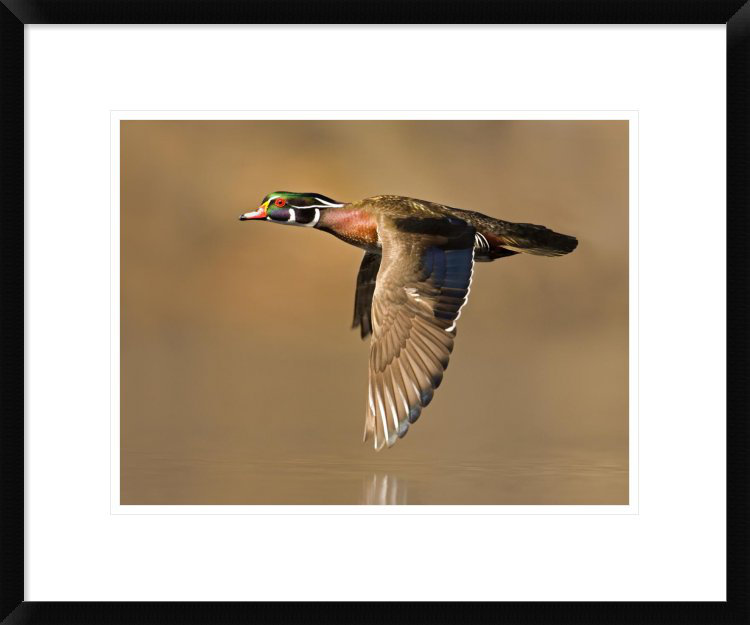 Global Gallery Wood Duck Male Flying, Lapeer State Game Area, Michigan