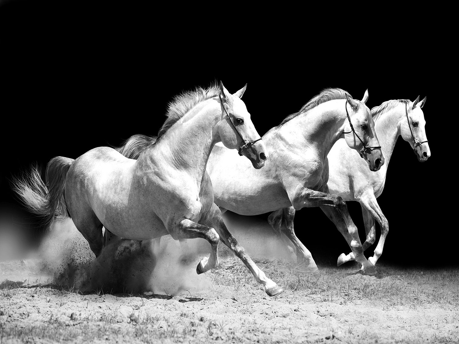 Foundry Select Canvas Artwork Running Horse Painting Picture for Home Decoration 30x40 cm Wayfair