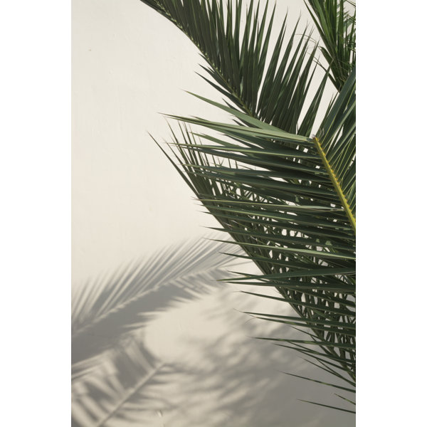 Bay Isle Home Palm Shadow - Wrapped Canvas Photograph | Wayfair.co.uk