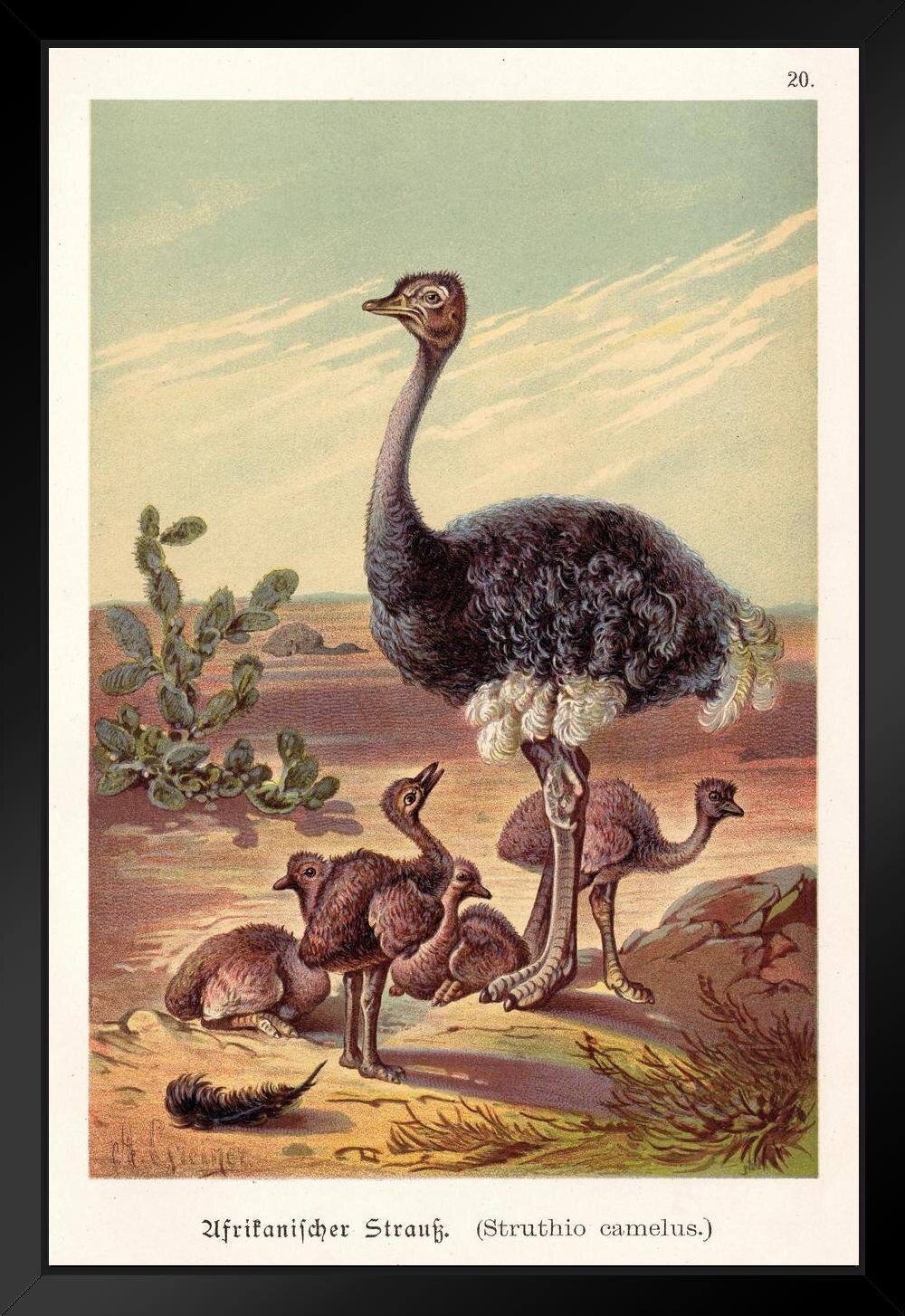 Red Barrel Studio® Struthio Camelus Ostrich With Babies 1888 Vintage  Illustration Large Bird Pictures Wall Decor Feather Prints Wall Art Nature  Africa Wildlife Animal Bird Prints Matted Framed Art Wall Decor 20X26 -