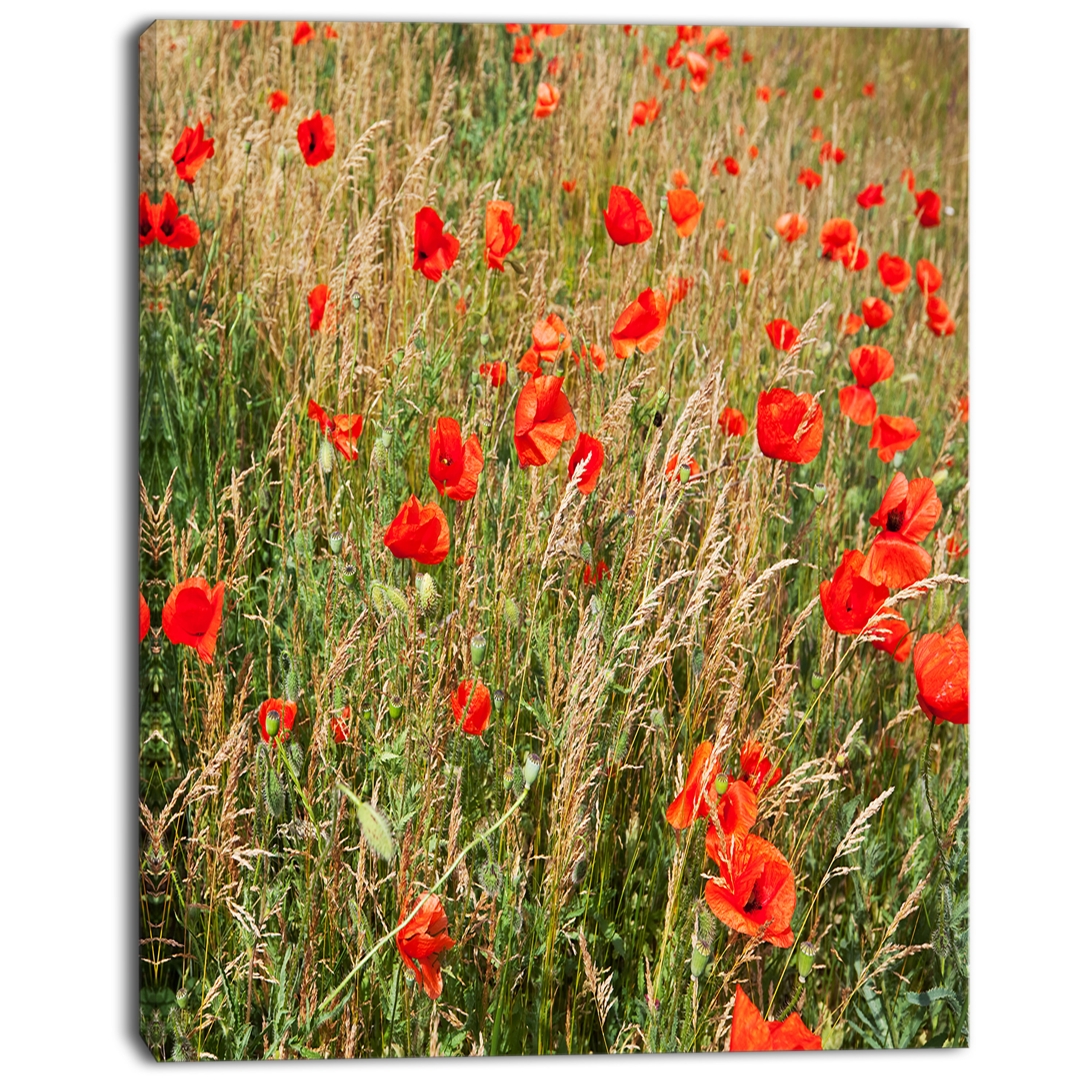 DesignArt Red Poppy Field With Full Of Flowers - Wrapped Canvas Photograph  | Wayfair