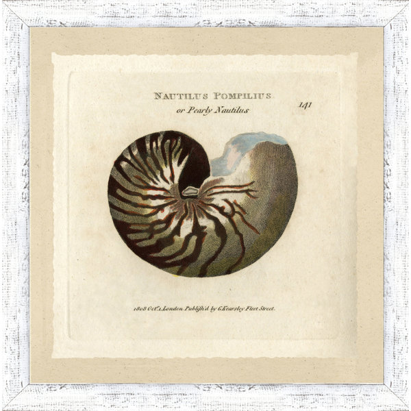Hand Colored Art Shell Study - Print | Wayfair
