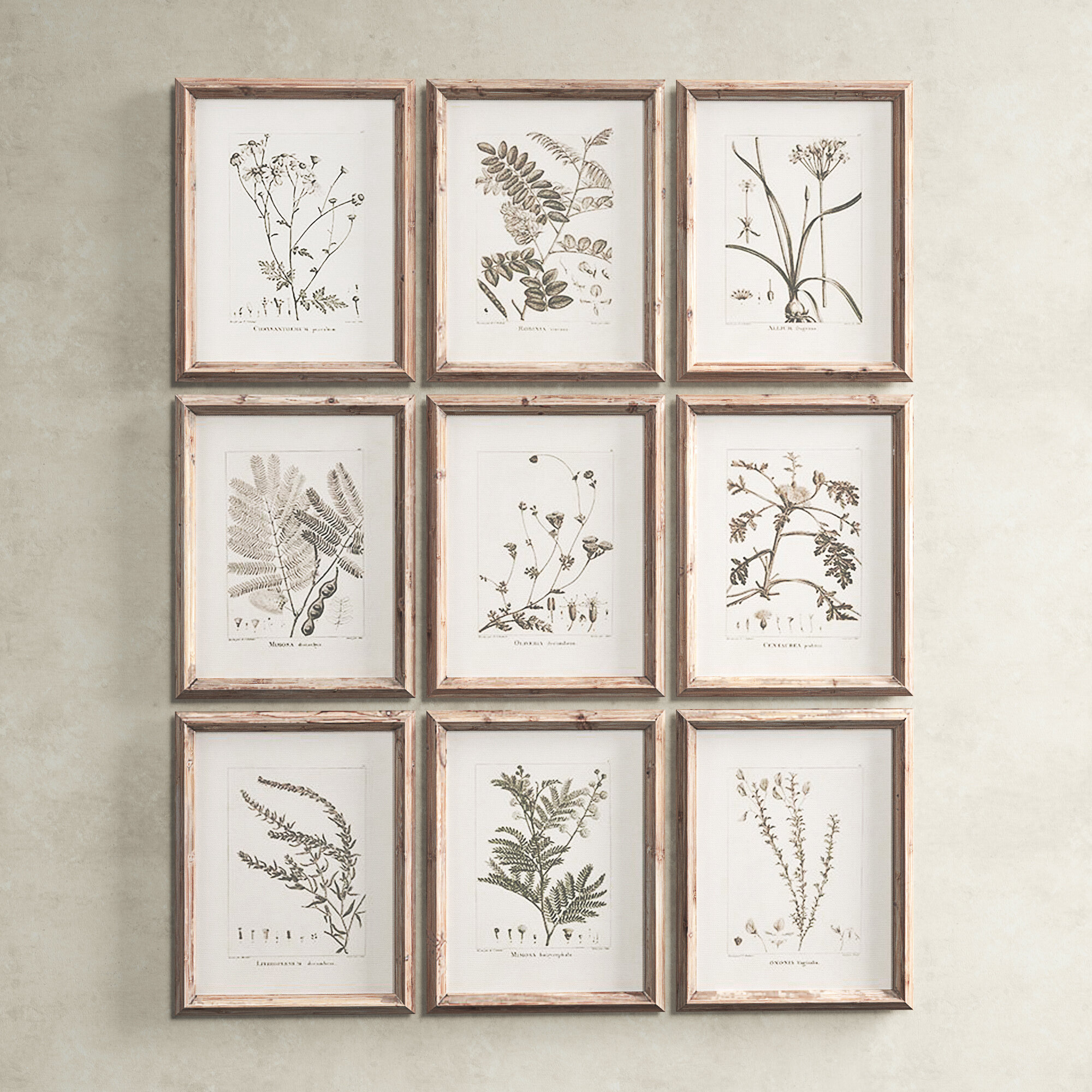 Birch Lane™ Ridgewood Botanical - 9 Piece Picture Frame Print | Wayfair