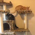 Go Pet Club 72