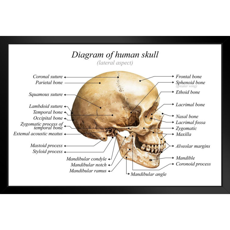 Human Skull Diagram Anatomy Educational Chart Black Wood Framed Poster  20X14 - Picture Frame Print